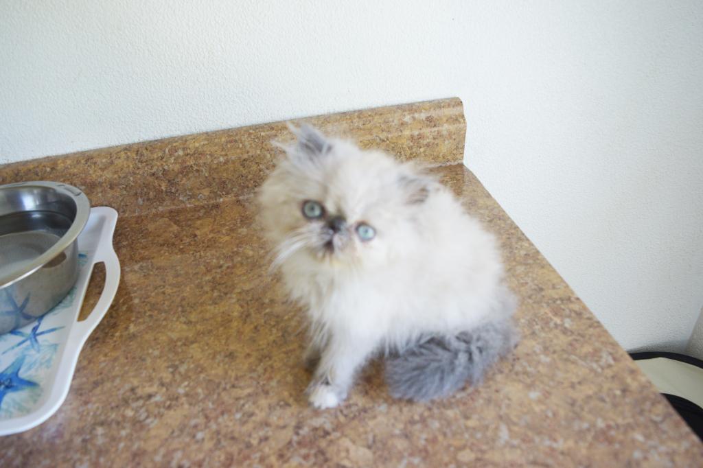 Persian Jewel 2 photo 3