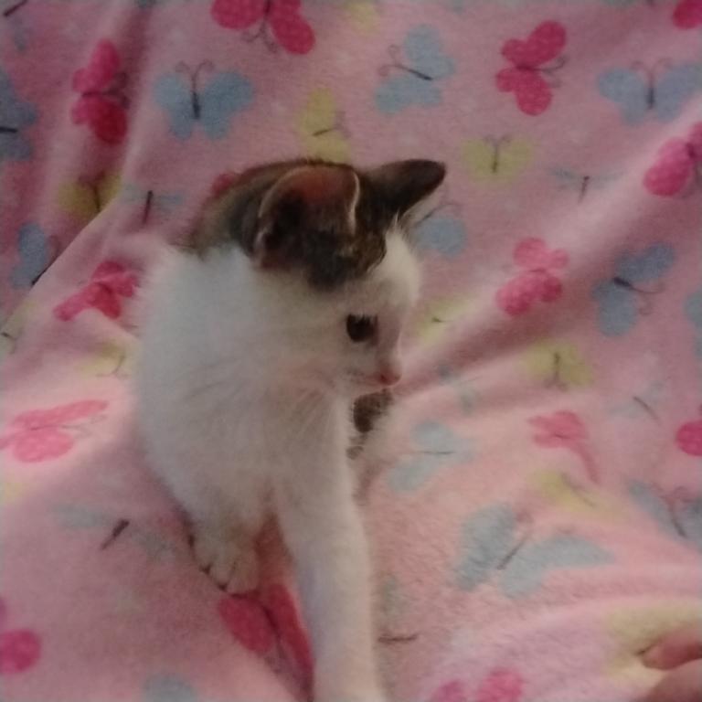 Cloves photo 5
