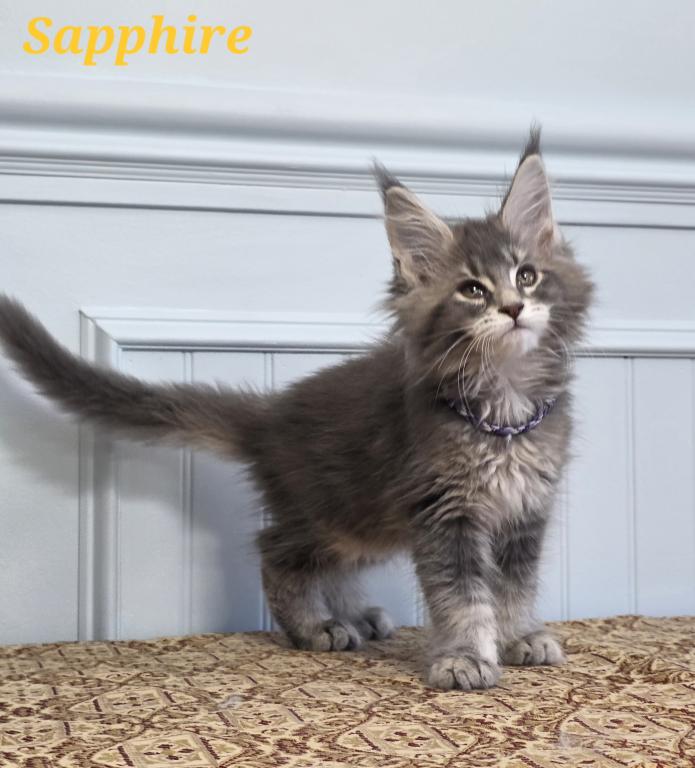 SAPPHIRE photo 4