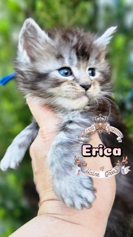 Erica photo 18