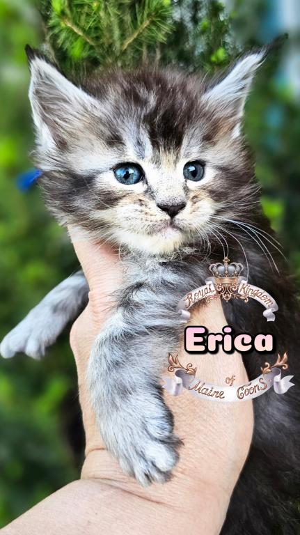 Erica photo 16