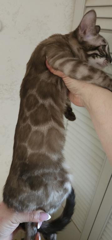 Khan Bengal Kitten photo 4