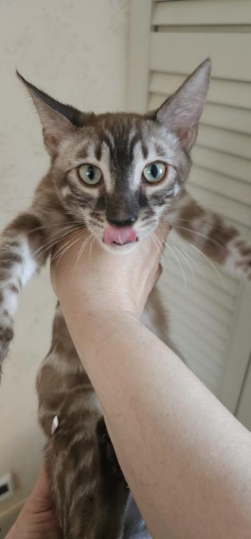 Khan Bengal Kitten photo 1
