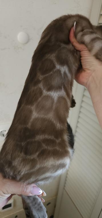 Khan Bengal Kitten photo 2