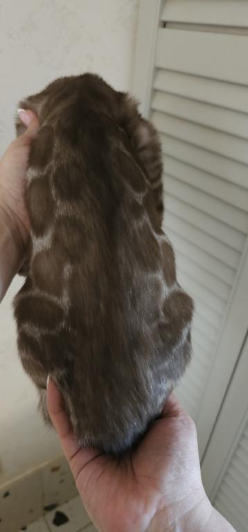 Khan Bengal Kitten photo 3