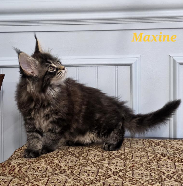 MAXINE photo 3