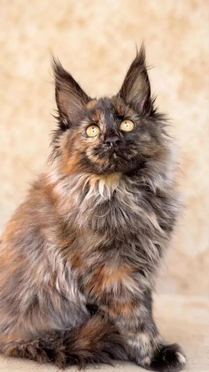 Fluffy Female Maine Coon photo 4