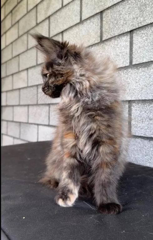 Fluffy Female Maine Coon photo 5