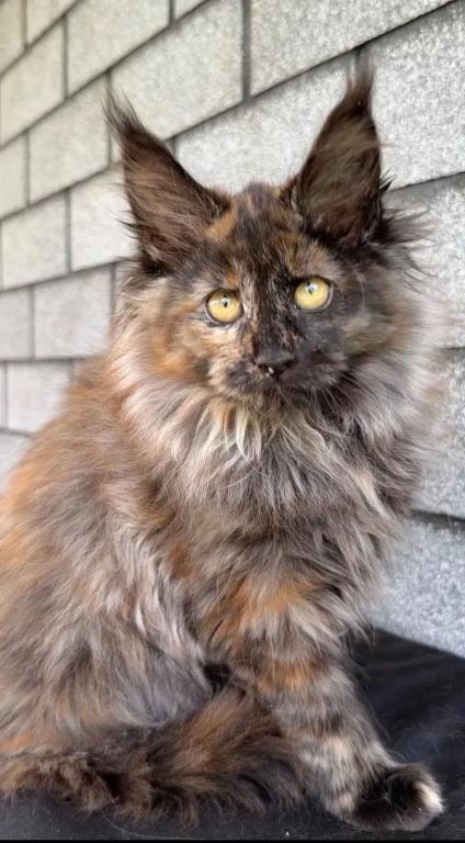 Fluffy Female Maine Coon photo 2