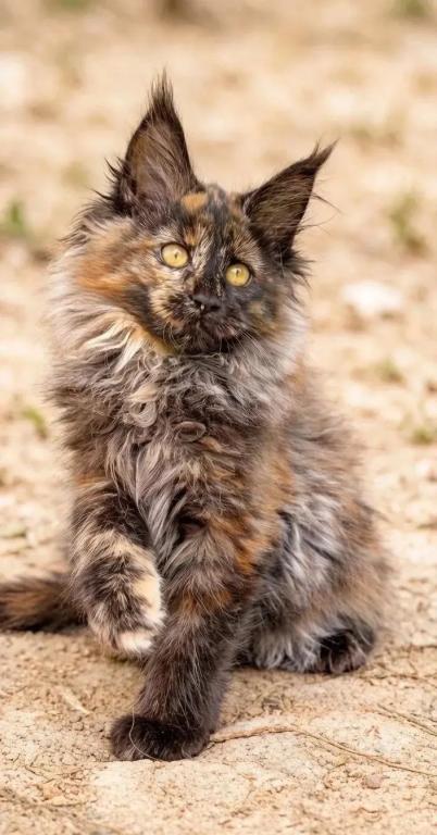 Fluffy Female Maine Coon photo 1