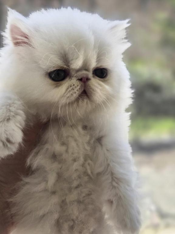 White Persian Male photo 11