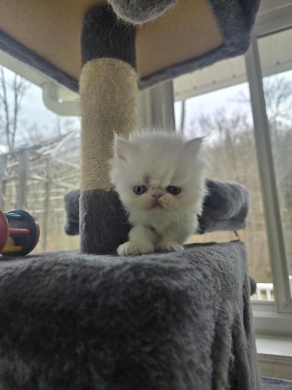 White Persian Male photo 14