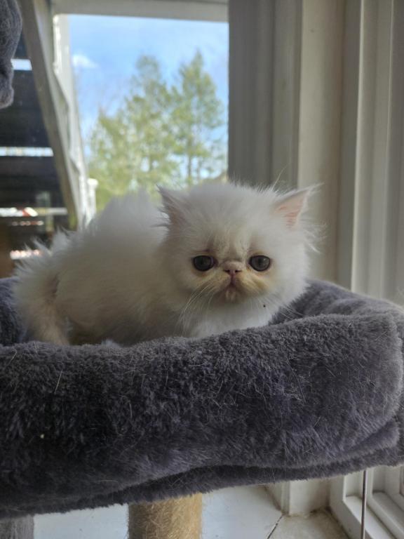 White Persian Male photo 2