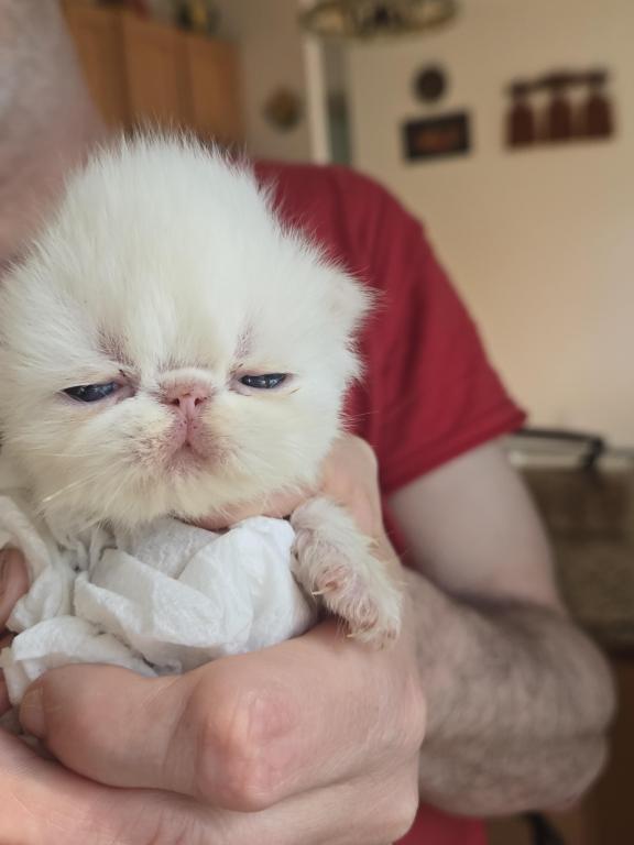 White Persian Male photo 27