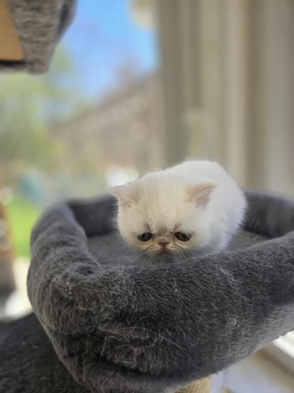 White Persian Male photo 8