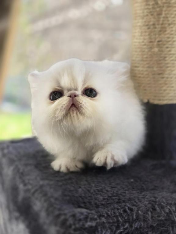 White Persian Male photo 1