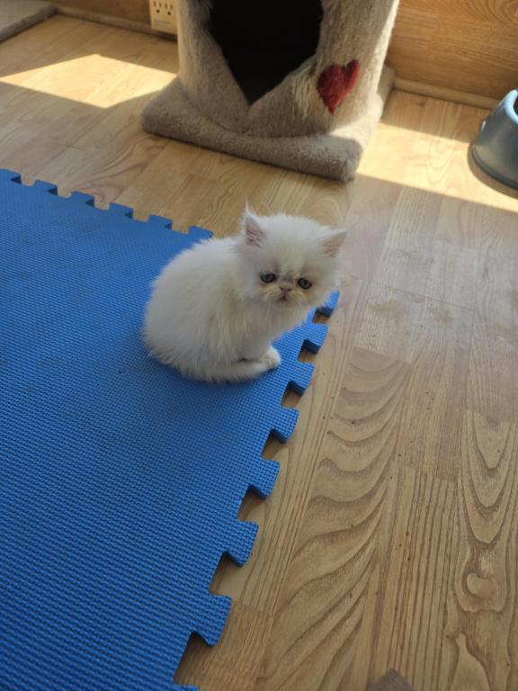 White Persian Male photo 5