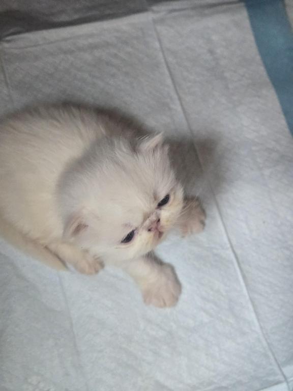 White Persian Male photo 22