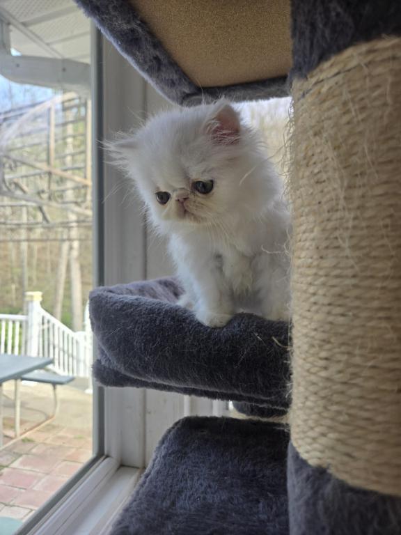 White Persian Male photo 3