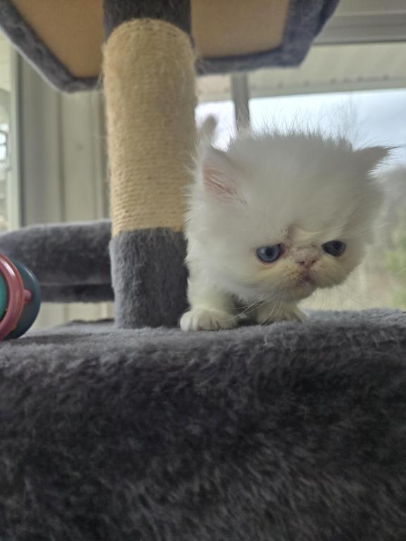 White Persian Male photo 15