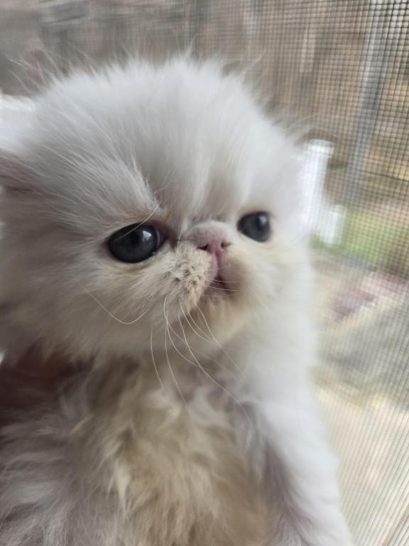 White Persian Male photo 16