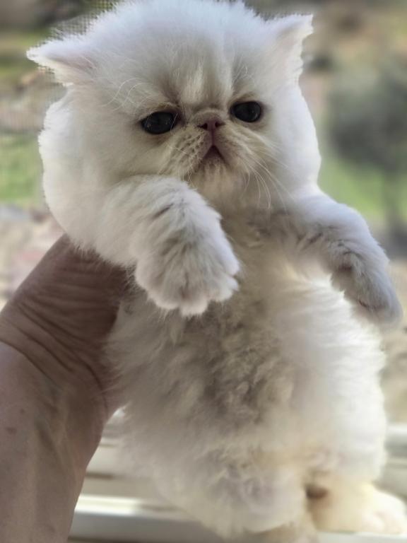 White Persian Male photo 12