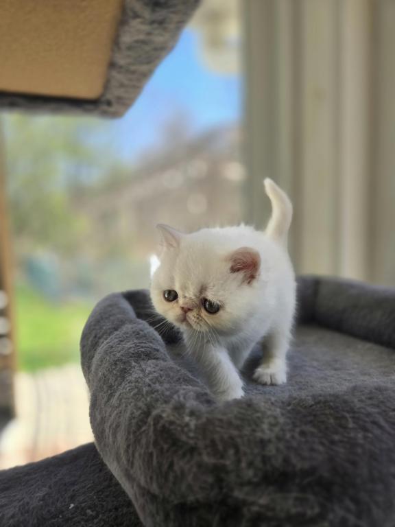 White Persian Male photo 9