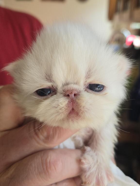 White Persian Male photo 25