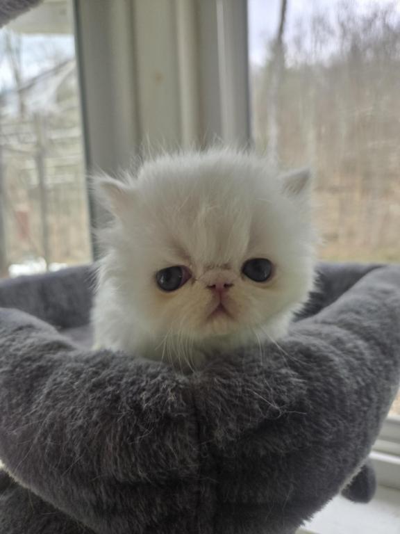 White Persian Male photo 17
