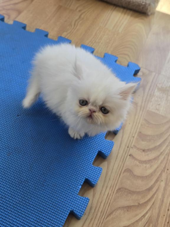 White Persian Male photo 7