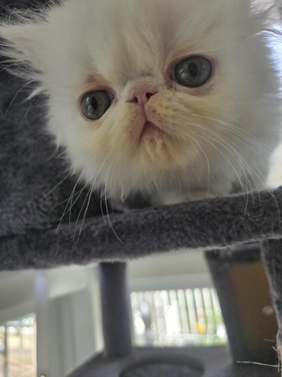 White Persian Male photo 4