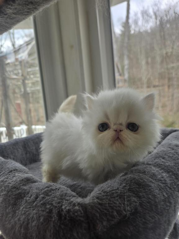 White Persian Male photo 18