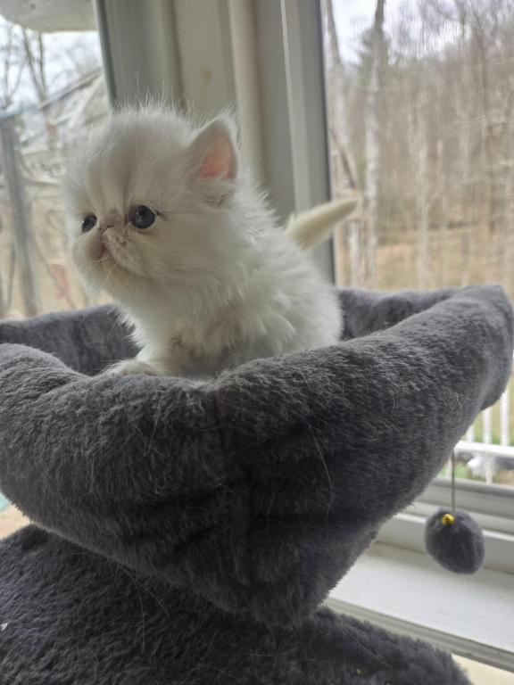 White Persian Male photo 19