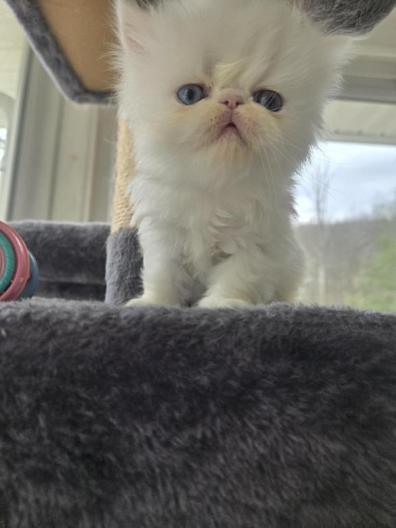 White Persian Male photo 13