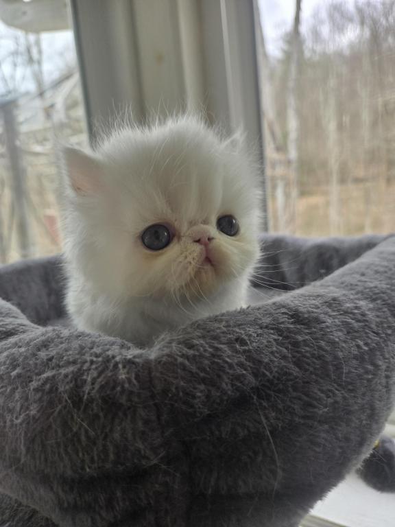 White Persian Male photo 21