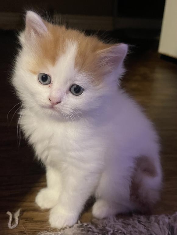 Angel Longhair Scottish Straight Kitten