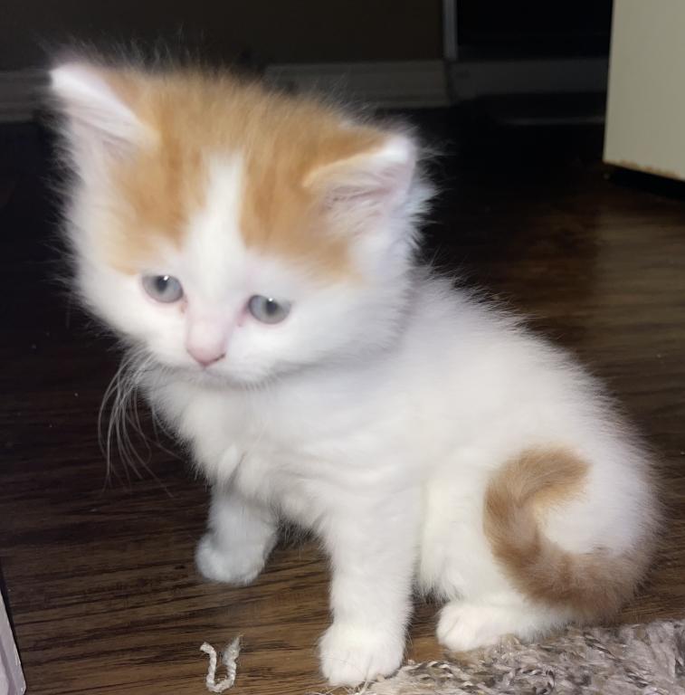 Angel Longhair Scottish Straight Kitten photo 8
