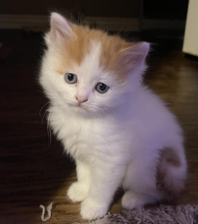 Angel Longhair Scottish Straight Kitten photo 7