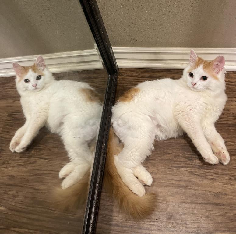 Angel Longhair Scottish Straight Kitten photo 2