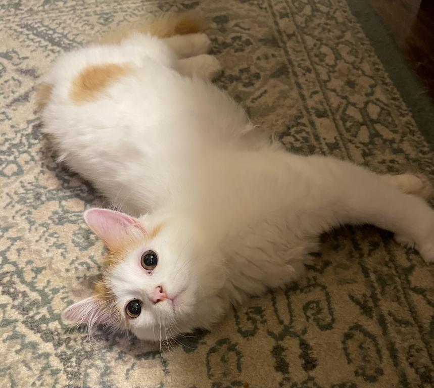 Angel Longhair Scottish Straight Kitten photo 3