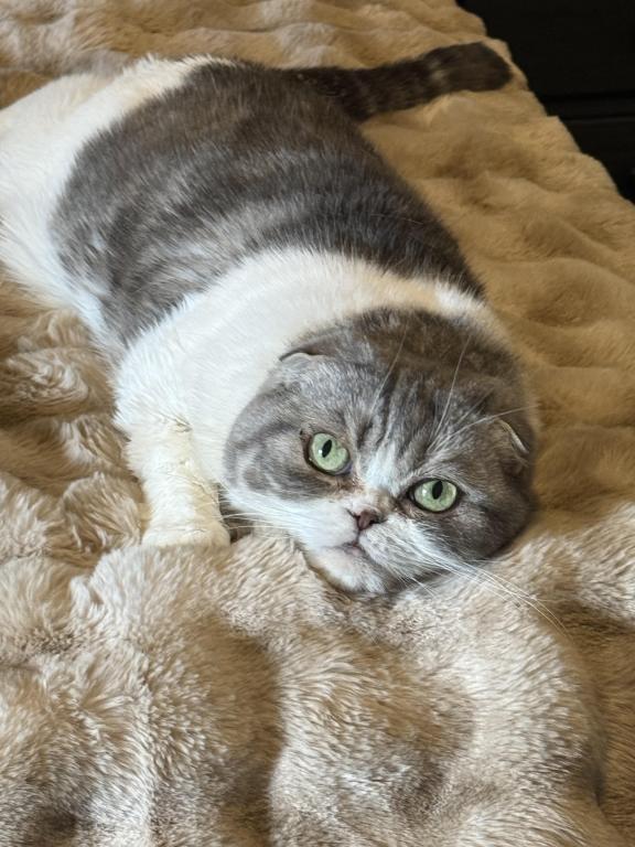 Talula