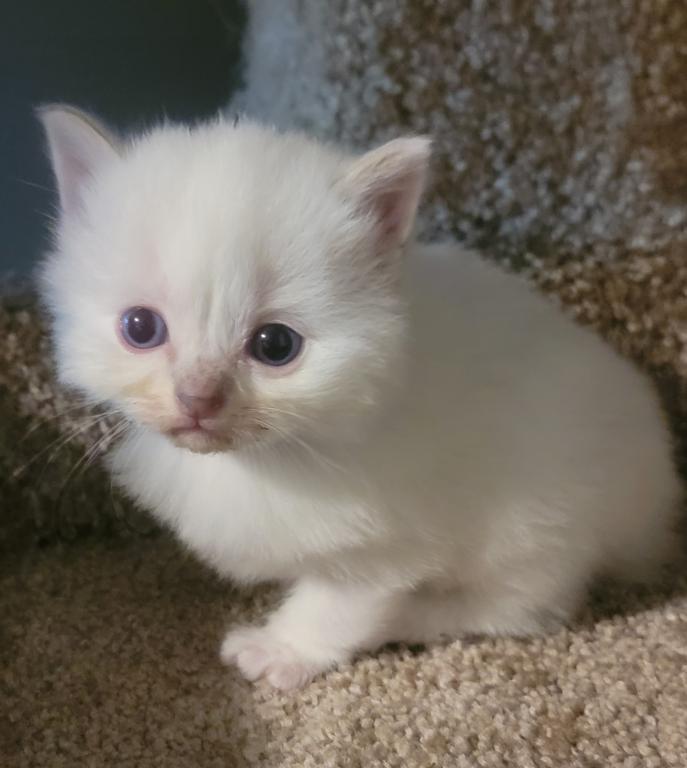 Traditional Litter