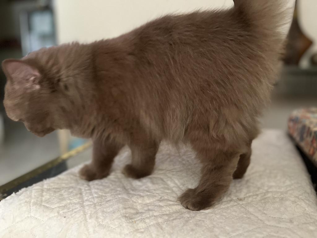 Coco Reserved photo 7
