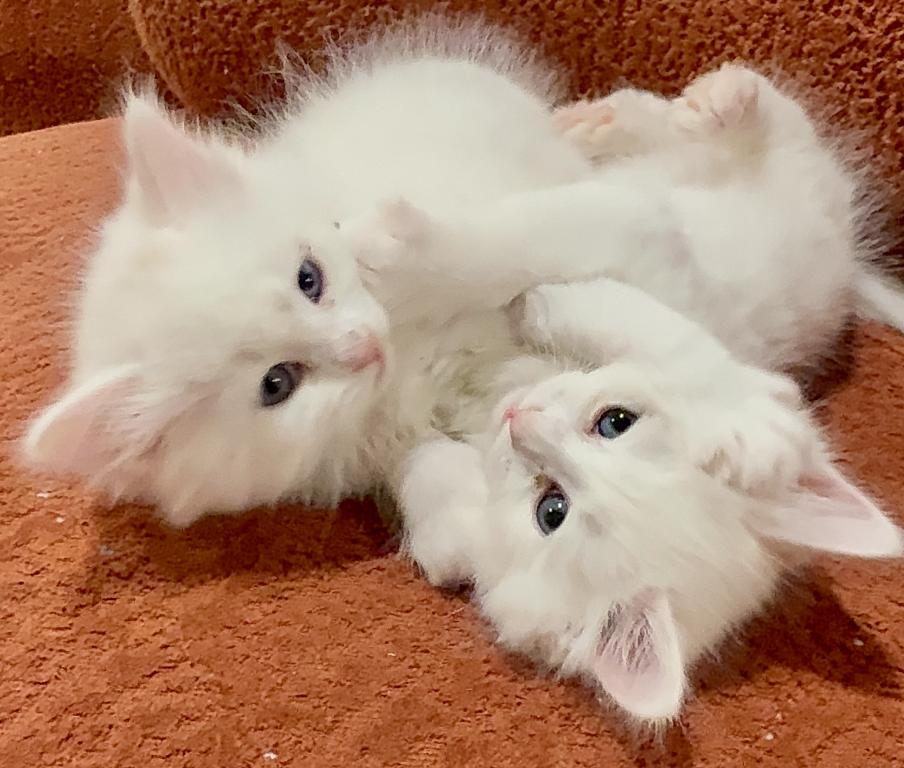Siberian Neva Masquerade Kittens photo 4