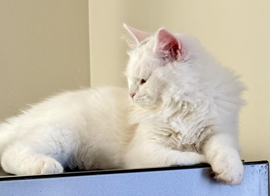 Siberian Neva Masquerade Kittens photo 1