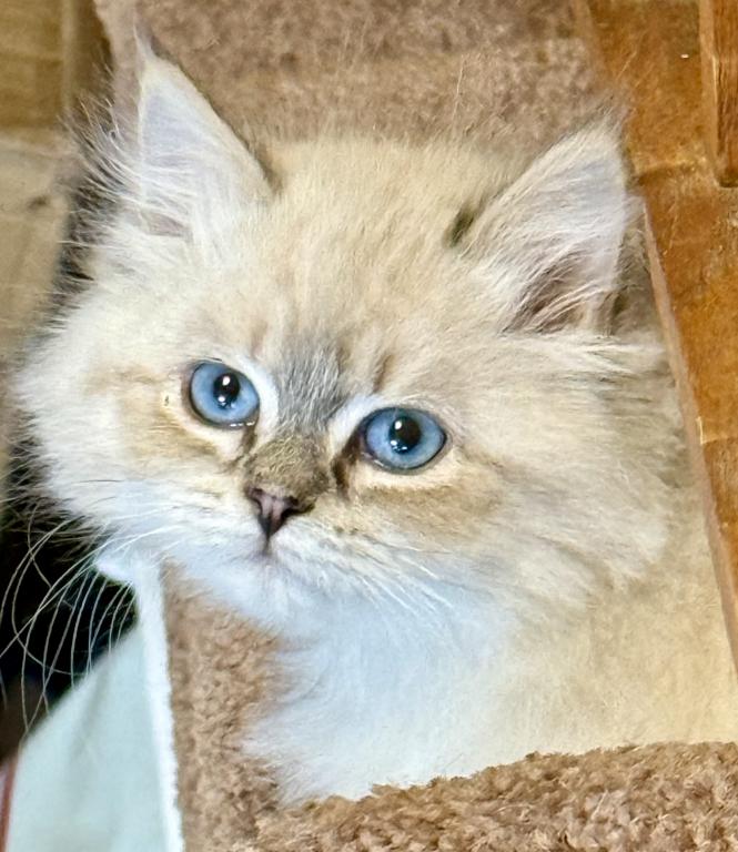 Siberian Neva Masquerade Kittens photo 3