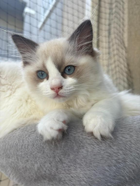 Bella Seal Bicolor Ragdoll Kitten photo 1