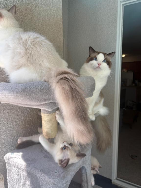 Bella Seal Bicolor Ragdoll Kitten photo 3