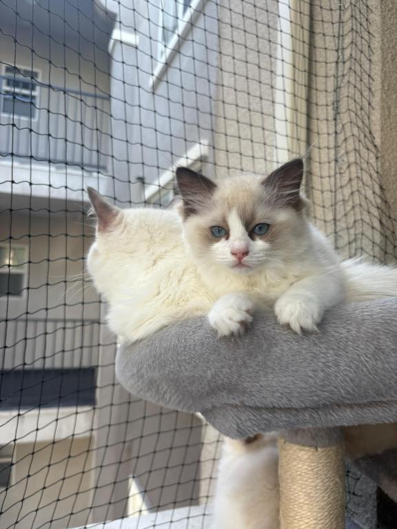 Bella Seal Bicolor Ragdoll Kitten photo 2