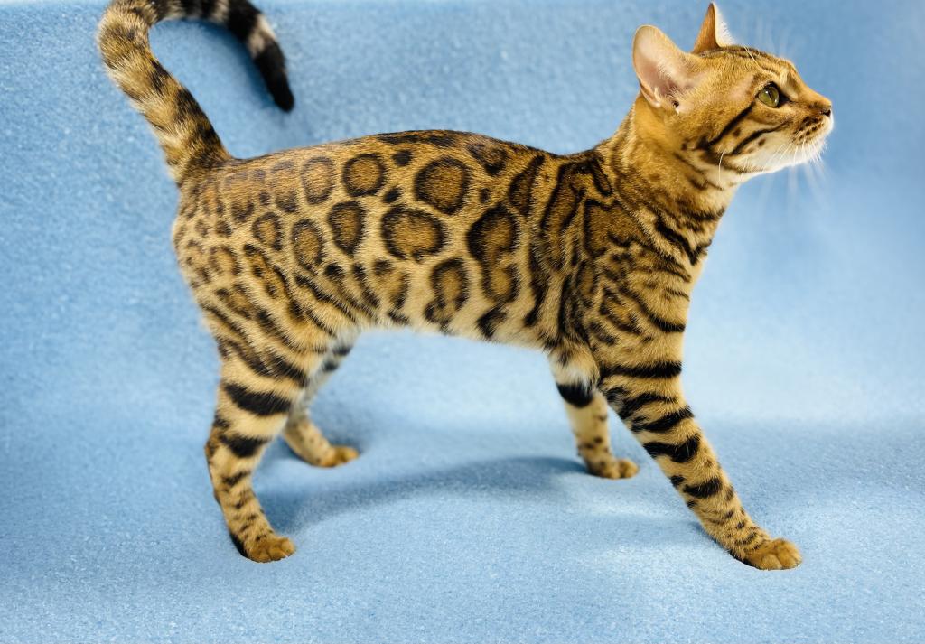 Olympia Kittens photo 5